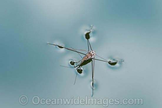 Water Strider, showing impact of leg tension on pond surface. Water Striders belong to the insect Family: Gerridae, and are also known as Water Skimmers, Pond Skaters and Water Spiders. Photo taken in Bali, Indonesia. Within the Coral Triangle. Photo - Gary Bell Water Strider, showing impact of leg tension on pond surface. Water Striders belong to the insect Family: Gerridae, and are also known as Water Skimmers, Pond Skaters and Water Spiders. Photo taken in Bali, Indonesia. Within the Coral Triangle. Photo - Gary Bell