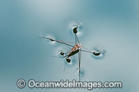 Water Strider on surface Photo - Gary Bell