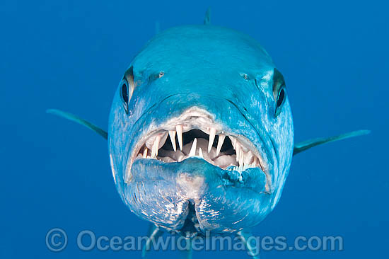 Great Barracuda Sphyraena barracuda showing teeth