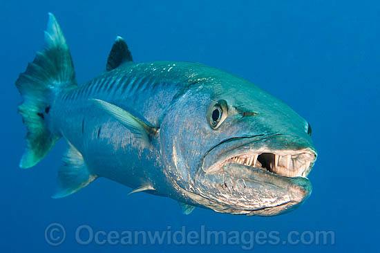Great Barracuda (Sphyraena barracuda) - showing teeth. Found throughout all tropical seas, including the Great Barrier Reef, Australia. This species is potentially dangerous. Within the Coral Triangle. Photo - Gary Bell