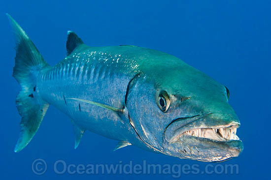 Great Barracuda showing teeth photo