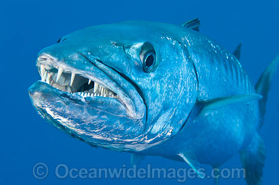 Great Barracuda Sphyraena barracuda photo Great Barracuda Sphyraena barracuda photo