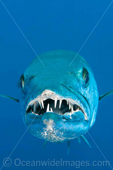 Great Barracuda showing teeth photo