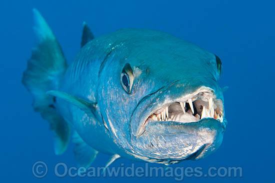 Great Barracuda (Sphyraena barracuda) - showing teeth. Found throughout all tropical seas, including the Great Barrier Reef, Australia. This species is potentially dangerous. Within the Coral Triangle. Photo - Gary Bell