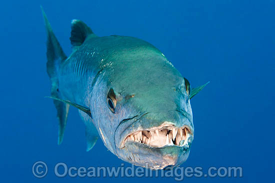 Great Barracuda showing teeth photo