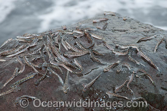 Mudskippers (possibly an un-described species), on a large rock protruding out of the water at low tide. Mud-skippers belong to the subfamily Oxudercinae, within the family Gobiidae. Photo taken at Tulamben, Bali, Indonesia. Within the Coral Triangle. Photo - Gary Bell