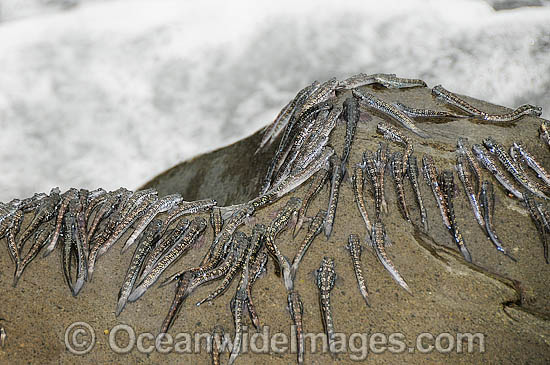 Mudskippers (possibly an un-described species), on a large rock protruding out of the water at low tide. Mud-skippers belong to the subfamily Oxudercinae, within the family Gobiidae. Photo taken at Tulamben, Bali, Indonesia. Within the Coral Triangle. Photo - Gary Bell Mudskippers (possibly an un-described species), on a large rock protruding out of the water at low tide. Mud-skippers belong to the subfamily Oxudercinae, within the family Gobiidae. Photo taken at Tulamben, Bali, Indonesia. Within the Coral Triangle. Photo - Gary Bell