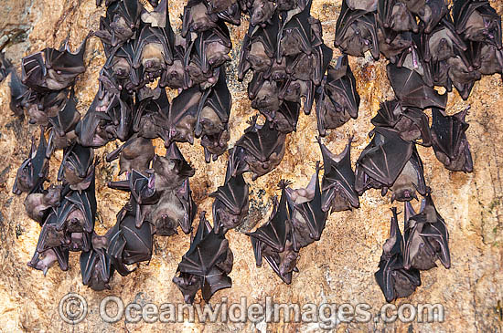 Fruit Bats in Bali Temple photo Fruit Bats in Bali Temple photo