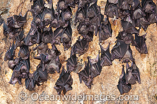 Fruit Bats in Bali Temple photo