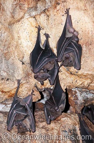 Fruit Bats roosting photo