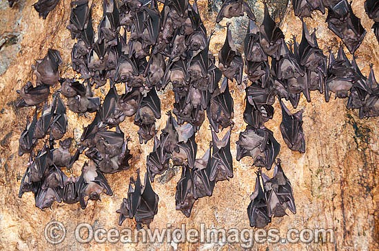 Bats in Bali Bat Temple photo