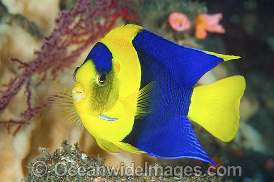 Bicolor Angelfish Centropyge bicolor photo Bicolor Angelfish Centropyge bicolor photo