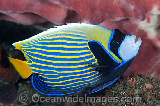 Emperor Angelfish photo Emperor Angelfish photo