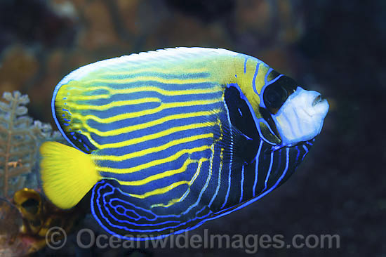 Emperor Angelfish adolescent photo Emperor Angelfish adolescent photo