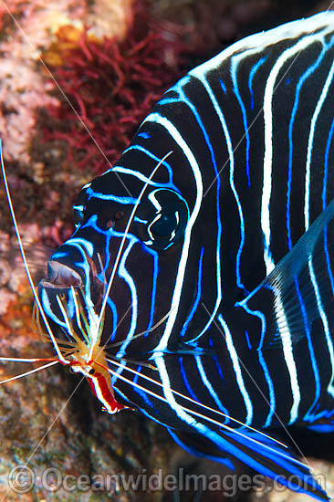 Emperor Angelfish cleaned by shrimp photo