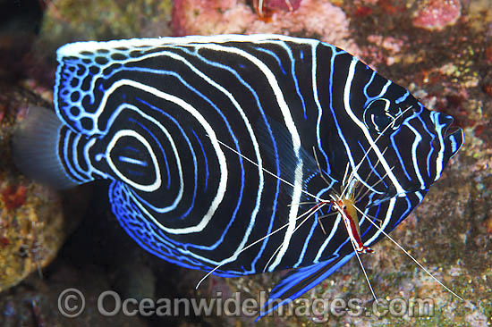 Emperor Angelfish cleaned by shrimp photo