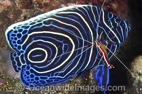 Emperor Angelfish cleaned by shrimp photo