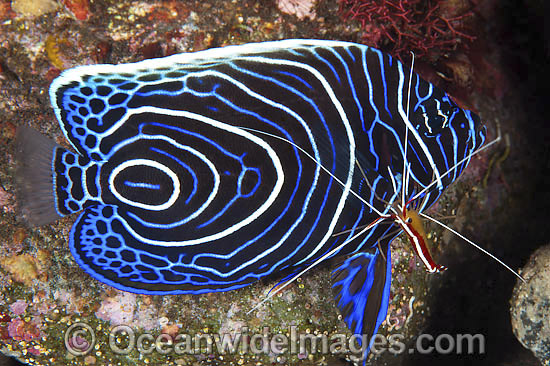 Emperor Angelfish cleaned by shrimp photo Emperor Angelfish cleaned by shrimp photo