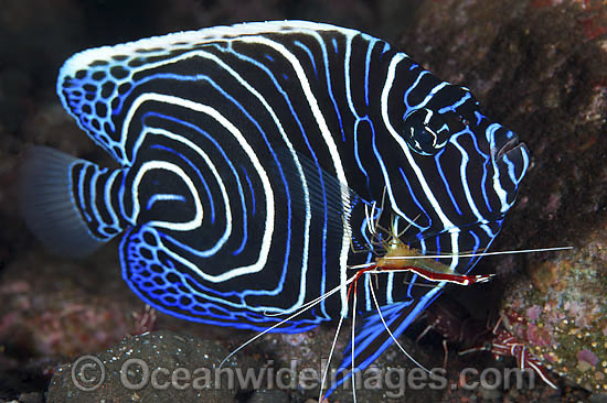 Emperor Angelfish being cleaned by shrimp photo