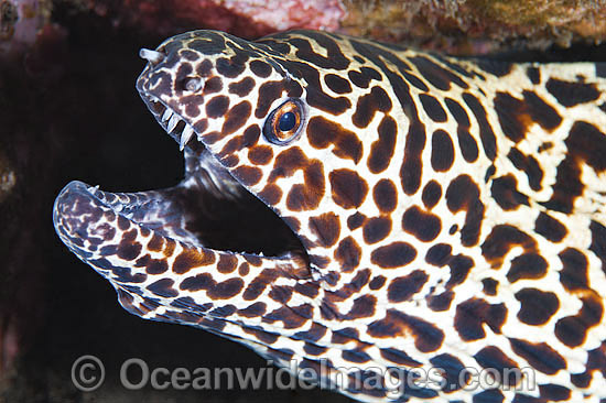 Honeycomb Moray Eel (Gymnothorax favageneus). Found throughout the Indo-West Pacific, including the Great Barrier Reef, Australia. Photo taken at Tulamben, Bali, Indonesia. Within the Coral Triangle. Photo - Gary Bell