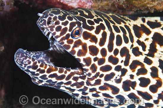 Honeycomb Moray Gymnothorax favageneus photo Honeycomb Moray Gymnothorax favageneus photo