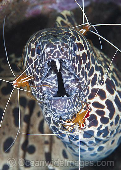 Shrimp cleaning Honeycomb Moray photo