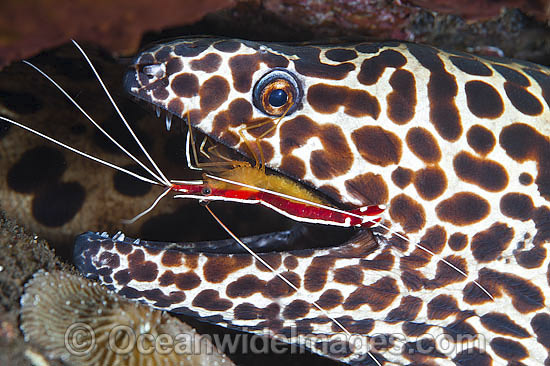 Shrimp cleaning Honeycomb Moray photo