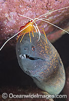 Yellow-edged Moray cleaned by shrimp Photo - Gary Bell