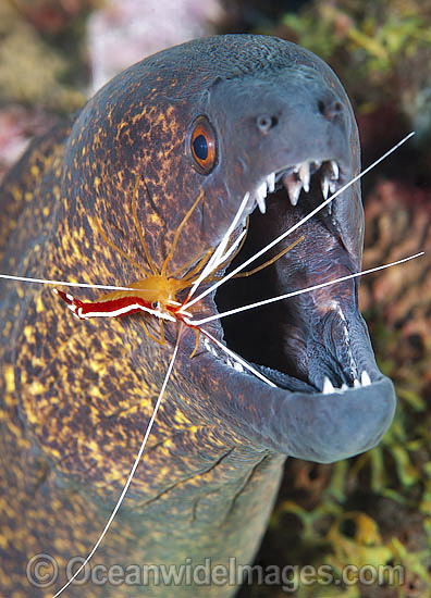 Moray cleaned by shrimp photo