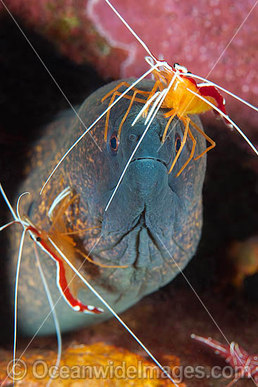 Yellow-edged Moray cleaned by shrimp photo