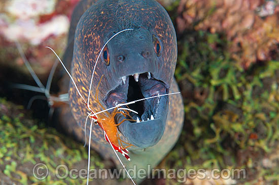 Cleaner Shrimp (Lysmata amboinensis), cleaning a Yellow-edged Moray (Gymnothorax flavimarginatus). Found throughout the Indo-West Pacific, including the Great Barrier Reef, Australia. Photo taken at Tulamben, Bali, Indonesia. Within Coral Triangle. Photo - Gary Bell