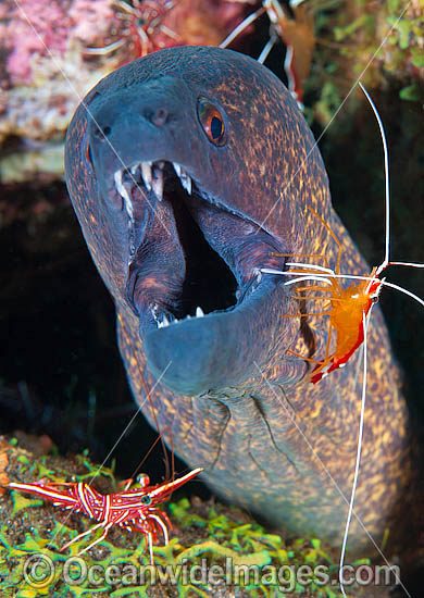 Moray cleaned by shrimp photo