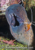 Moray cleaned by shrimp Photo - Gary Bell
