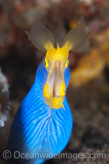 Blue Ribbon Eel (Rhinomuraena quaesita). Found throughout South-East Asia and Indo-Central Pacific, including the Great Barrier Reef, Queensland, Australia. Photo - Gary Bell