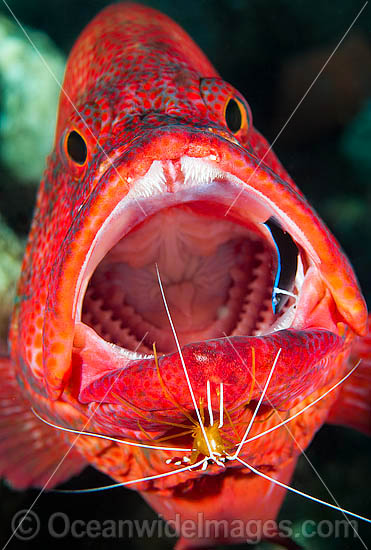 Shrimp and Wrasse cleaning Grouper photo Shrimp and Wrasse cleaning Grouper photo