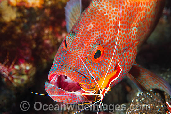 Cleaner Shrimp (Lysmata amboinensis), cleaning a Tomato Grouper (Cephalopholis sonnerati), also known as Tomato Rock Cod. Found throughout the Indo-West Pacific, including Great Barrier Reef, Australia. Photo - Gary Bell