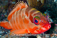 Black-tipped Grouper Epinephelus fasciatus Photo - Gary Bell