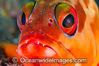 Black-tipped Grouper Photo - Gary Bell