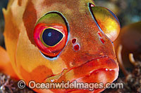 Black-tipped Grouper Photo - Gary Bell