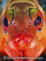 Banded Rock Cod Photo - Gary Bell