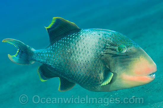 Yellow-margin Triggerfish photo Yellow-margin Triggerfish photo