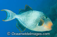 Triggerfish blowing sand in search for food Photo - Gary Bell