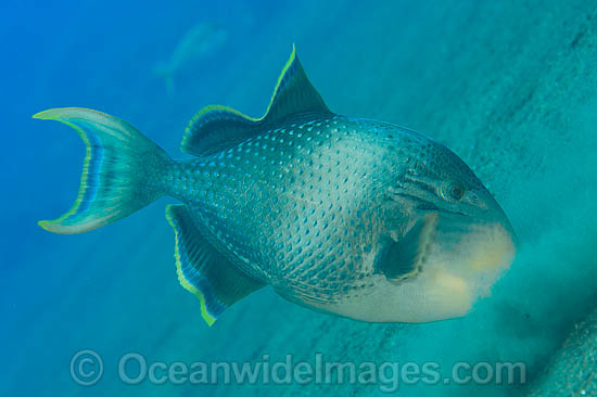 Triggerfish blowing sand in search for food photo