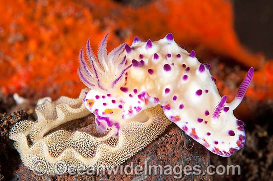 Nudibranch laying egg ribbon photo