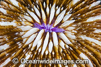Mushroom Coral Photo - Gary Bell