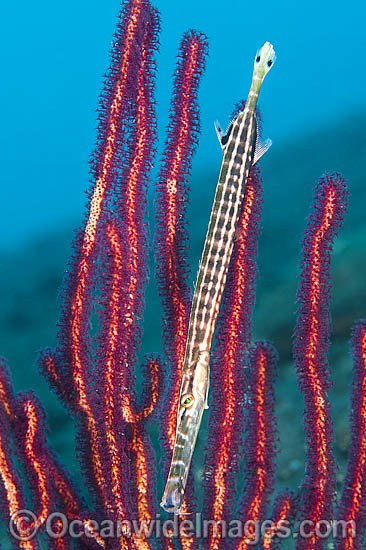 Pacific Trumpetfish in Whip Coral photo