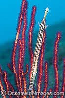 Pacific Trumpetfish in Whip Coral Photo - Gary Bell