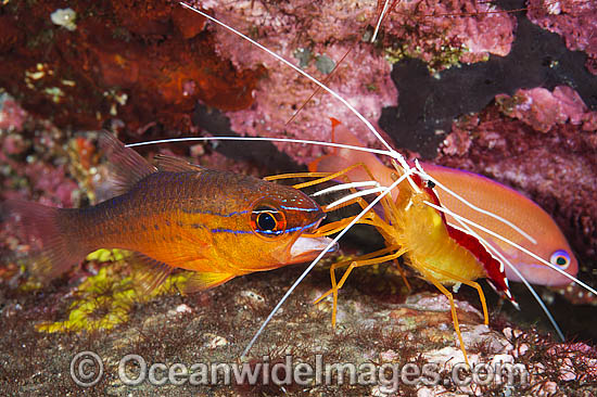 Cleaner Shrimp (Lysmata amboinensis), cleaning the mouth of a Cardinalfish (Apogon apogonides). Found throughout the Indo-West Pacific. Photo taken at Tulamben, Bali, Indonesia. Within Coral Triangle. Photo - Gary Bell