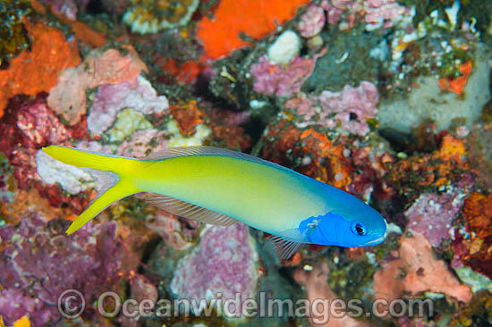 Blue-head Tilefish (Hoplolatilus starki). Also known as Blue Tilefish. Found throughout the Indo-West Pacific, including the Great Barrier Reef, Australia. Photo - Gary Bell Blue-head Tilefish (Hoplolatilus starki). Also known as Blue Tilefish. Found throughout the Indo-West Pacific, including the Great Barrier Reef, Australia. Photo - Gary Bell