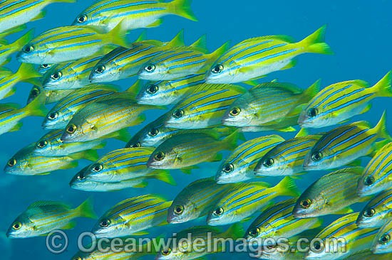 Schooling Blue-striped Snapper (Lutjanus kasmira). Found throughout the Indo-West Pacific, including the Great Barrier Reef, Australia. Photo - Gary Bell